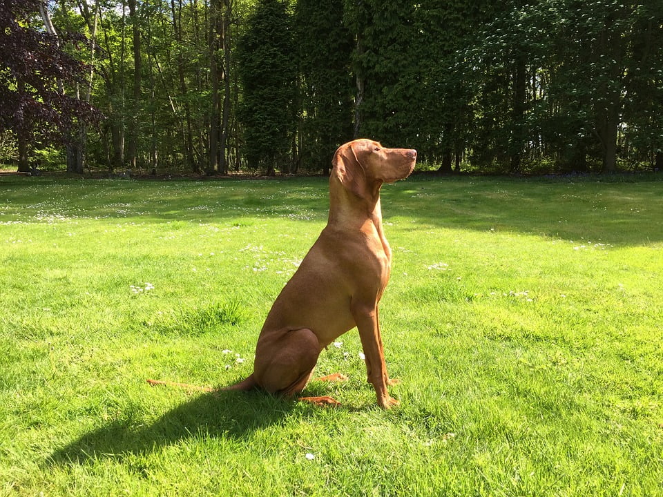 vizsla pointer dog