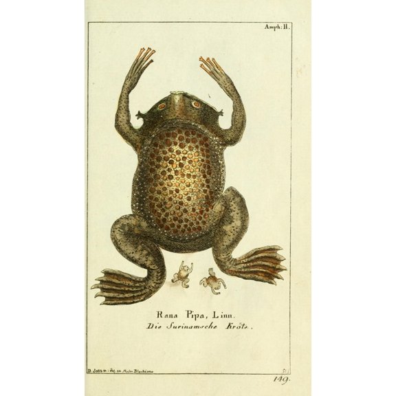 Naturgeschichte des Thierreichs 1780 Leopard-frog Canvas Art - Daniel Sotzmann (24 x 36)