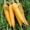 thumbnail image 2 of GSDWIUEW Solar Yellow Carrot Seeds, Heirloom Vegetable, 250 Seeds, 2 of 4