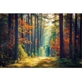 thumbnail image 2 of Art.com Autumn Forest Nature. Vivid Morning in Colorful Forest with Sun Rays through Branches of Trees. Sce Stretched Canvas Print Wall Art by Dzmitrock, 36" x 24", 2 of 4