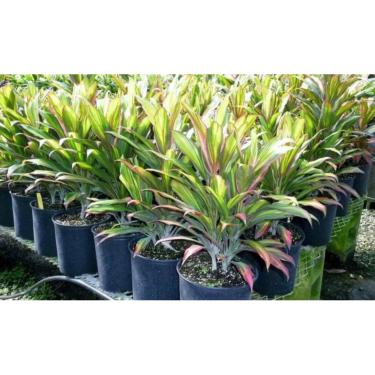 phal plant Classic Phal Orchid Plant in Growers Pot main image 0