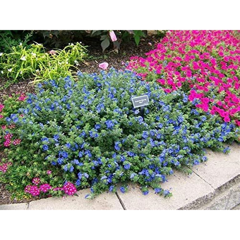 Blue daze flower deals