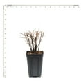thumbnail image 3 of Van Zyverden Spiraea Snowmound 4" Potted Rocketliners® 1 Plant White Full Sun Deer Resistant 2 lb, 3 of 8