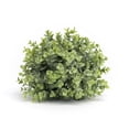 thumbnail image 2 of Home Decorative Boxwood Half Orb (Set of 6) 10"D Plastic, 2 of 2