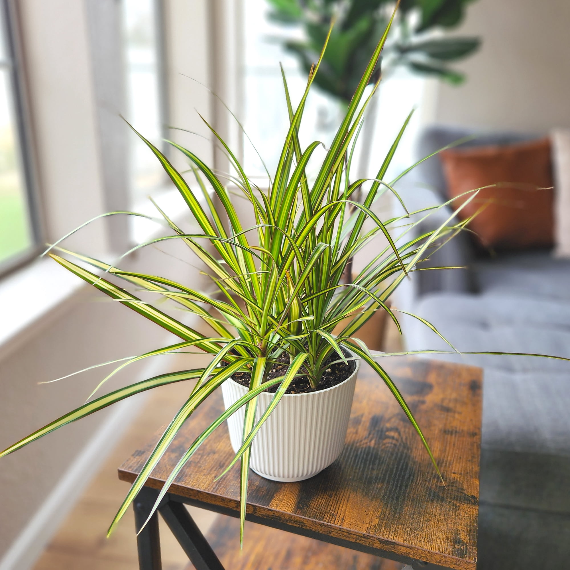 Element Sunray Dragon Dracaena Marginata in 6" White Decor Pot (Approx 15" Tall) Live Plan