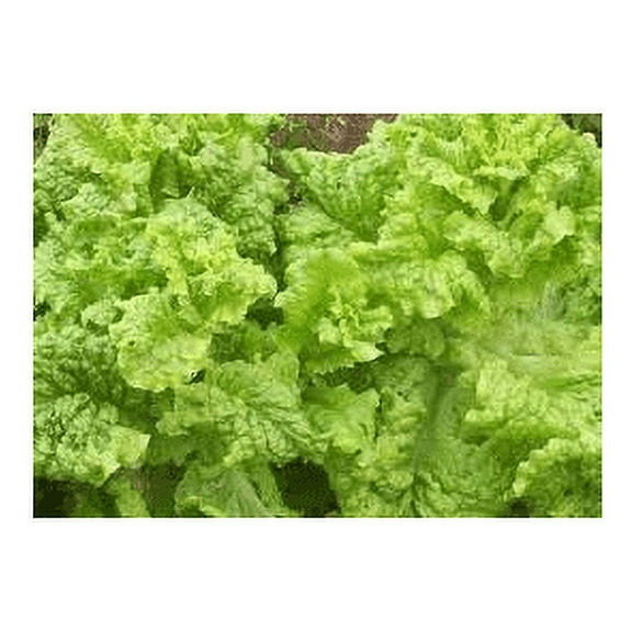 Lettuce Black Seeded Simpson Great Heirloom Vegetable by Seed Kingdom BULK 1 Lb Seeds