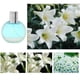 thumbnail image 2 of 50ml Toilette Spray Fragancia de flores de larga duración Botella esmerilada Perfume corporal para mujeres Lily, 2 of 5