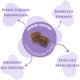 thumbnail image 3 of Gummy Mini Mushy's Organic Immune Support para niños de 2 años o más, 30 unidades, 3 of 8