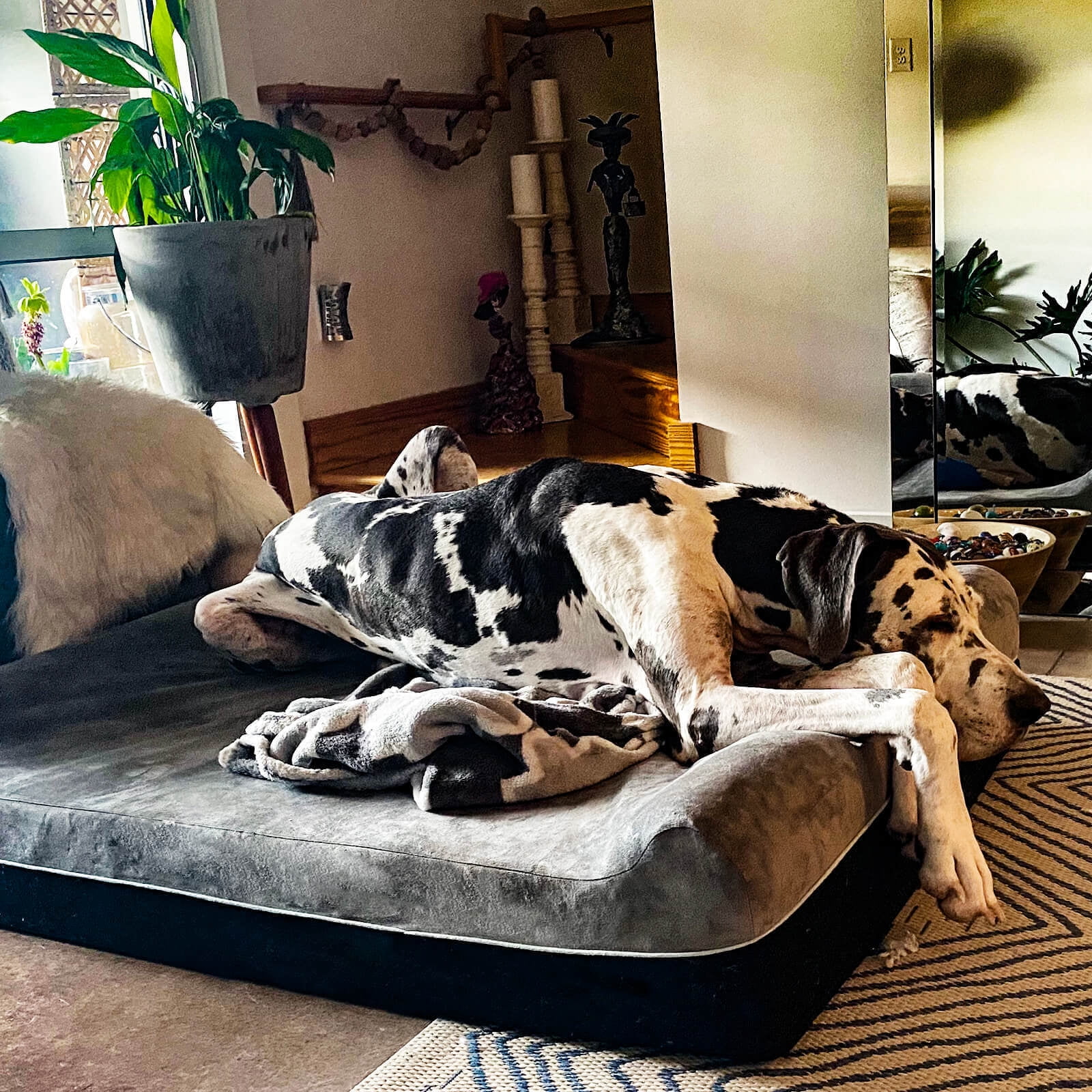 Laifug Extra Large Dog Bed with Orthopedic Memory Foam, Dog Pillow, Waterproof Liner & Washable Cover (Brown)