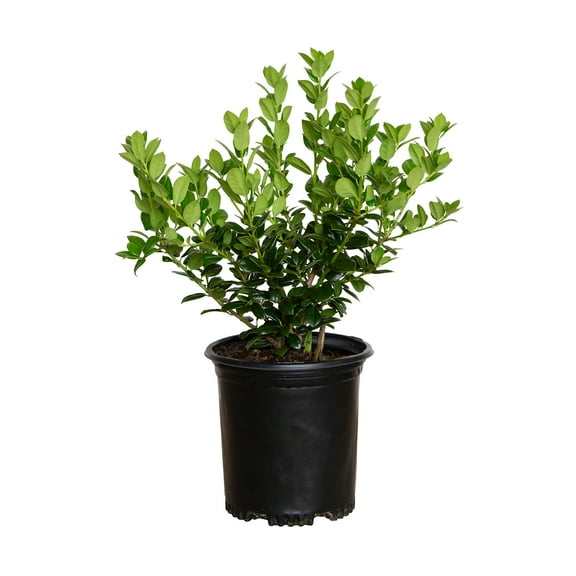 Expert Gardener Dwarf Burford Holly (2.5 Quart) Compact Evergreen Shrub with Glossy Green Foliage - Full Sun Plant