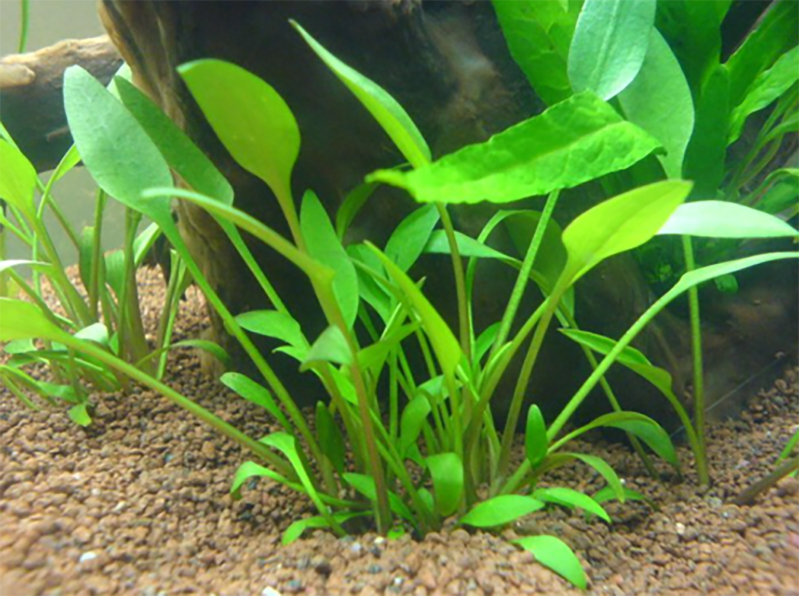 Cryptocoryne Crypt Lucens Live Aquarium Plants BUY2 GET1 FREE - image 2 of 6