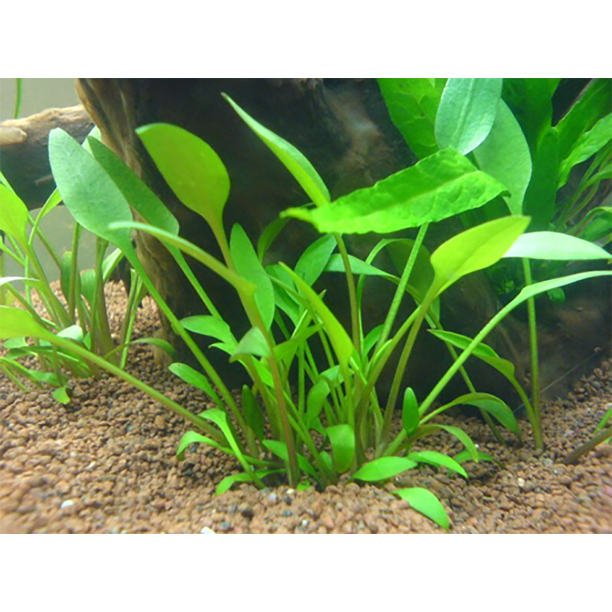 Cryptocoryne Crypt Lucens Live Aquarium Plants Buy2 Get1 Free Walmart Com Walmart Com Cryptocoryne Crypt Lucens Live Aquarium Plants Buy2 Get1 Free Walmart Com Walmart Com
