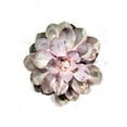 thumbnail image 2 of 1x Studio II 18x24 White Modern Wood Framed Museum Art Print Titled - Succulent 01, 2 of 4