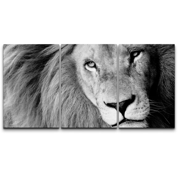 wall26 - 3 Piece Canvas Wall Art - Close Up of Male Lion, B&W - Modern Home Art Stretched and Framed Ready to Hang - 24"x36"x3 Panels