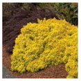 Golden Nugget Dwarf Japanese Barberry 3 gal Monrovia Deciduous