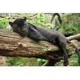 thumbnail image 1 of Wallmonkeys Black Jaguar Peel and Stick Wall Decals Mural WM255496 (36 in W x 24 in H), 1 of 4