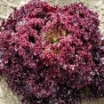 thumbnail image 1 of GSDWIUEW 2000+ Lolla Rossa Lettuce Seeds- All Heirloom Seeds- These Crisp, Tender Leaves Have a Delicate, Slightly Sweet Flavour and Beautiful Ruffled, deep Burgundy Colouring., 1 of 5