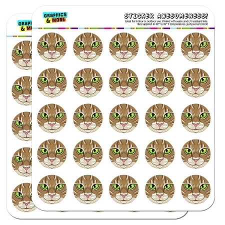 - Brown Tabby Cat Face Pet Kitty 1