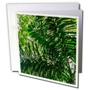 3dRose In the upper amazon jungle on a trail from the Maranon River. - Greeting Cards, 6 by 6-inches, set of 6