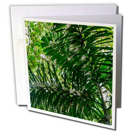 3dRose In the upper amazon jungle on a trail from the Maranon River. - Greeting Cards, 6 by 6-inches, set of 6