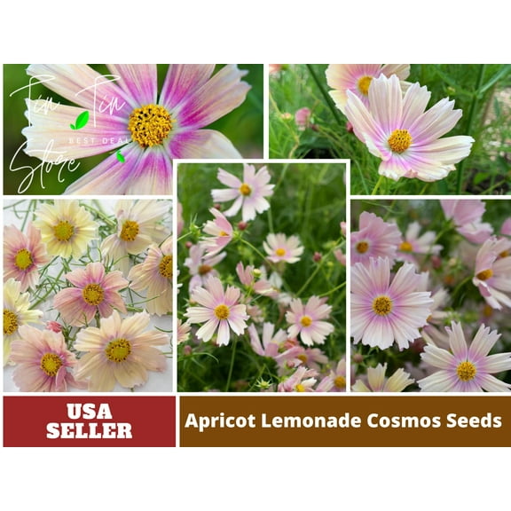 50  Seeds| Cosmos Seeds - Apricot Lemonade Flower Seeds For Planting | Seeds, Herbal Seeds, Flower Seeds, GMO Free, Authentic Seeds #L006