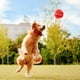 thumbnail image 4 of Pelotas Grandes para Mascotas LISAPRO Azul Rojo Resistente a Mordeduras, 4 of 7