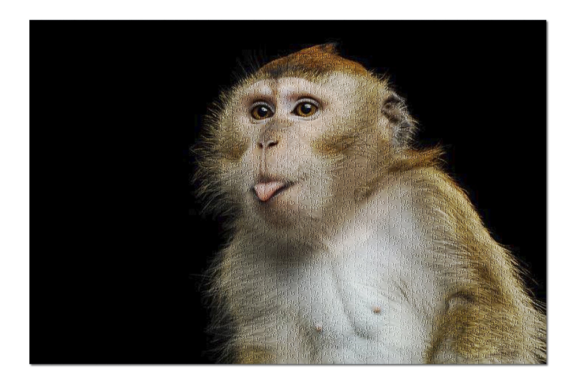Close-up Portrait of Funny Long-Tailed Macaque Sticking Out Tongue on
