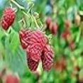 thumbnail image 3 of 3 Heritage Everbearing Red Raspberry Plants - Free Plant Boost Included!, 3 of 4