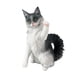 thumbnail image 1 of Modelo de Animal de gato de simulación estatuas en miniatura modelos de Mini , juegos para niños juguetes de animales regalos de navi, 1 of 9