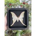 thumbnail image 3 of Framed Luna Moth Inspired Artwork Black Shadow Box Curiosity Oddity Gothic Decor Dark Home Wall Hanging Tabletop Reading Room Gallery Art K19-39-DE, 3 of 10