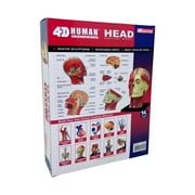 4D Master 4D Human Anatomy - Head Anatomy Model