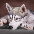 thumbnail image 4 of Petmaker 80-307225GRY Self Warming Pet Crate Pad, Gray - 36 x 24 in., 4 of 8