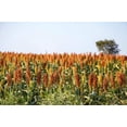 thumbnail image 3 of 100 DALE SORGHUM Bicolor Syrup Flour Grain Vegetable Seeds, 3 of 8
