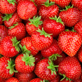 thumbnail image 3 of Tuscany Candle Strawberry Vines: Watermelon & Oak Scented Spring Tin Candle, 12 oz, 3 of 3
