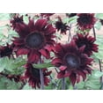 thumbnail image 5 of TomorrowSeeds - Chocolate Cherry Sunflower Seeds - 200+ Count - For 2026 Planting, 5 of 6