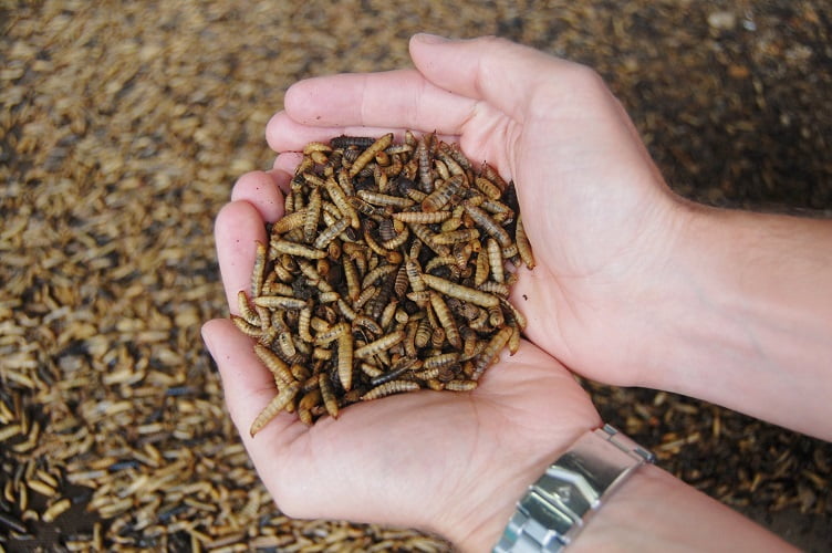 Black Soldier Fly Grubs Feed Your Flock Save The World The , 51% OFF