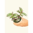 thumbnail image 2 of Tradescantia albiflora 'Nanouk' Live Green Plant in 6" Pot, 2 of 4