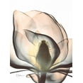 thumbnail image 2 of Koetsier, Albert 12x14 Black Ornate Wood Framed with Double Matting Museum Art Print Titled - Magnolia Close Up, 2 of 4