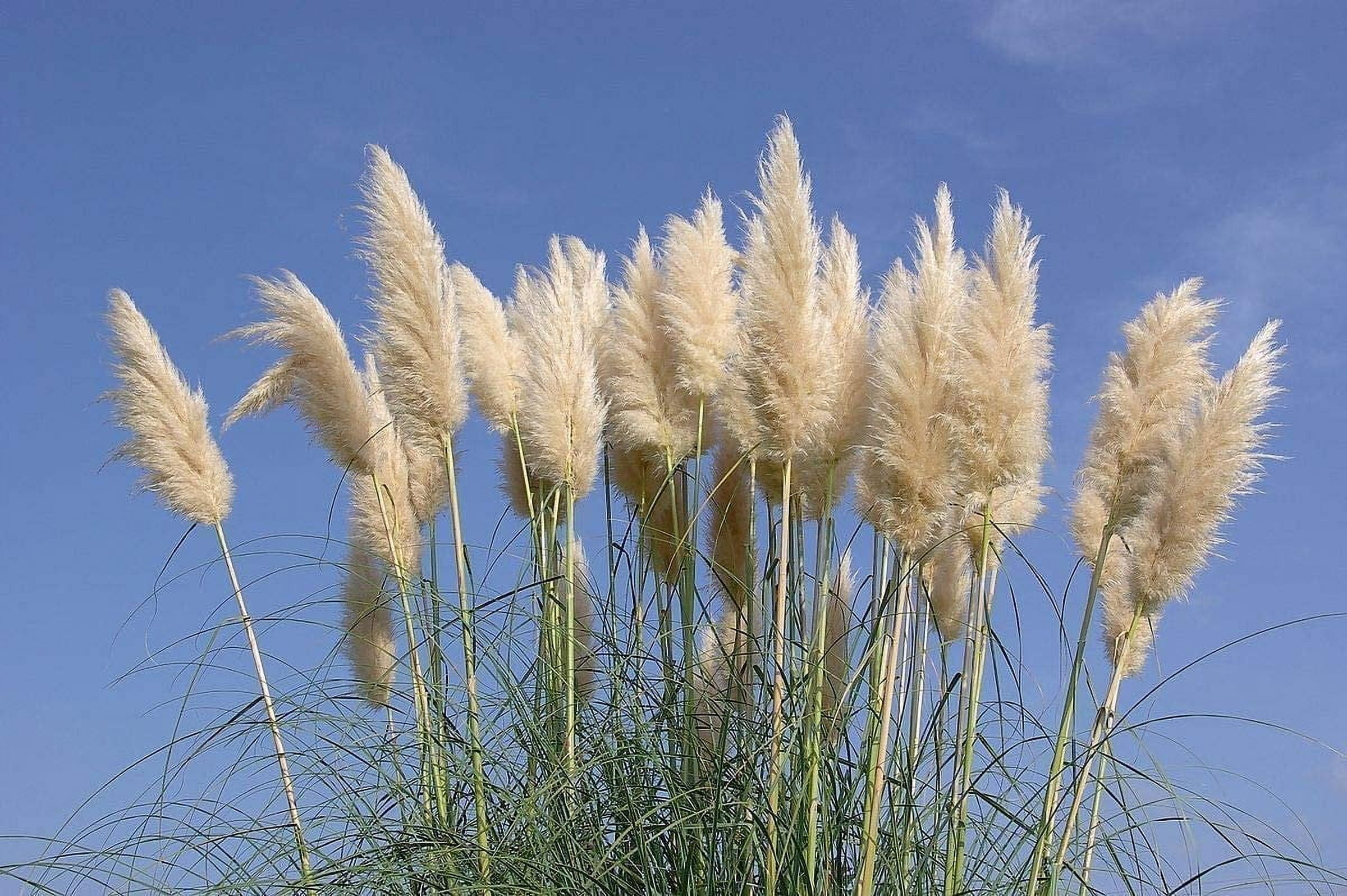 Pampas Grass  Cortaderia Selloana  3 Live Plants  Flowering Ornamental Foliage