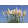 thumbnail image 2 of Pampas Grass  Cortaderia Selloana  10 Live Plants  Flowering Ornamental Foliage, 2 of 7