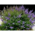 thumbnail image 4 of Chaste Tree  20 Live Seedlings  Texas Lilac Shoal Creek Vitex  Agnus Castus  Purple Flowering Lilac Shrub, 4 of 9
