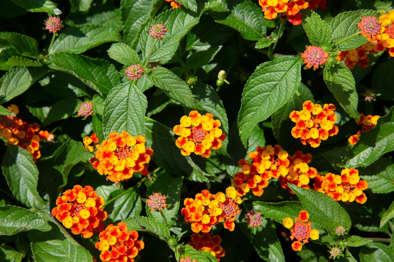 Better Homes & Gardens 2QT Multicolor Lantana Summer Live Annual Plant Sun