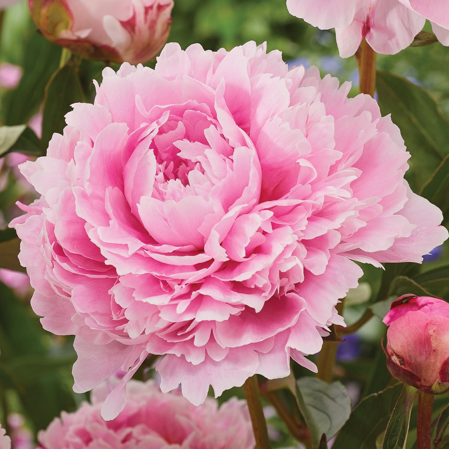 ✳︎peony✳︎ LIVING LUXURY 14 in. Burgundy Red Artificial Open Peony