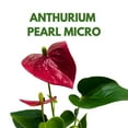 thumbnail image 2 of BubbleBlooms Anthurium Pearl Micro Champion 2 inch Dark Red Flower, 2 of 9