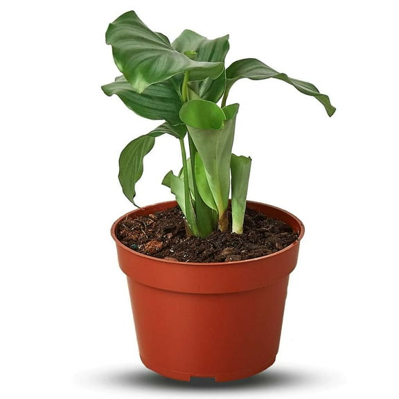 Calathea Orbifolia Live Plant for Indoor | Different Houseplants in 4'' & 6'' Pot | Real House Plant for Living Room, Office, Desk & Bathroom | Peacock Plant | Zebra Plant