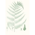 thumbnail image 2 of Vision Studio 11x14 White Modern Wood Framed Museum Art Print Titled - Verdure Ferns III, 2 of 4