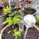 thumbnail image 5 of Herramienta de riego de plantas, dispositivo de riego automático con forma de pájaro/bola, gotero de agua transparente para plantas de flores, ligero para jardín, 5 of 6