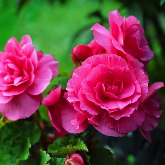 Pelleted Begonia Nonstop Series Deep Rose Seed ~25 Seeds | Double Blooms in Shade | Tuberous Annual for Hanging Baskets, Pots & Borders | 119-133 Days | Compact 8-10” Plants | Non-GMO