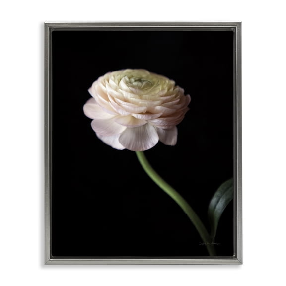 Stupell Industries Transitional Ranunculus on Black Gray Floating Frame Canvas Art, 25 x 31, by Debra Van Swearingen