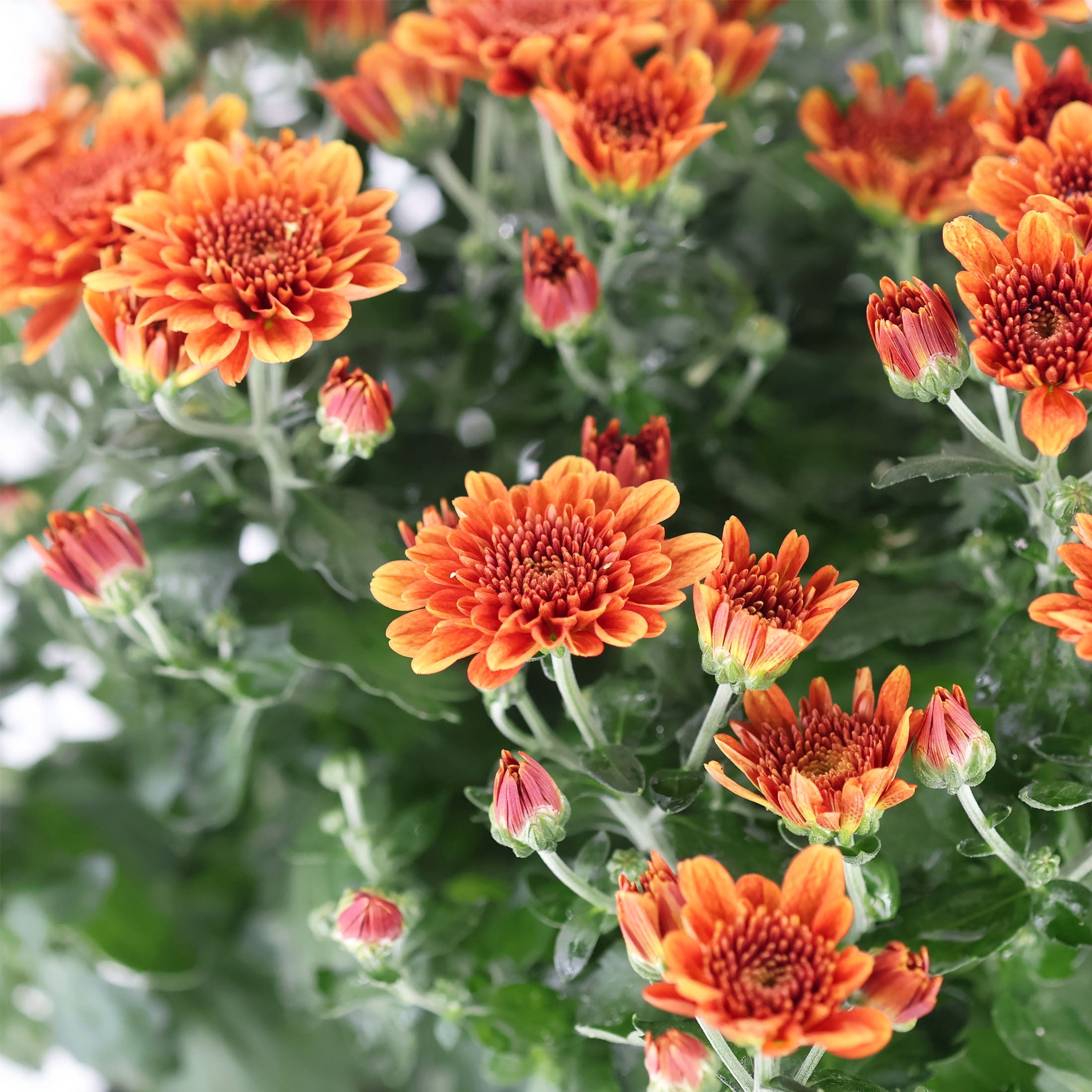 Expert Gardener 12" Orange Mum Live Plants in 6" Grower Pot Full Sun